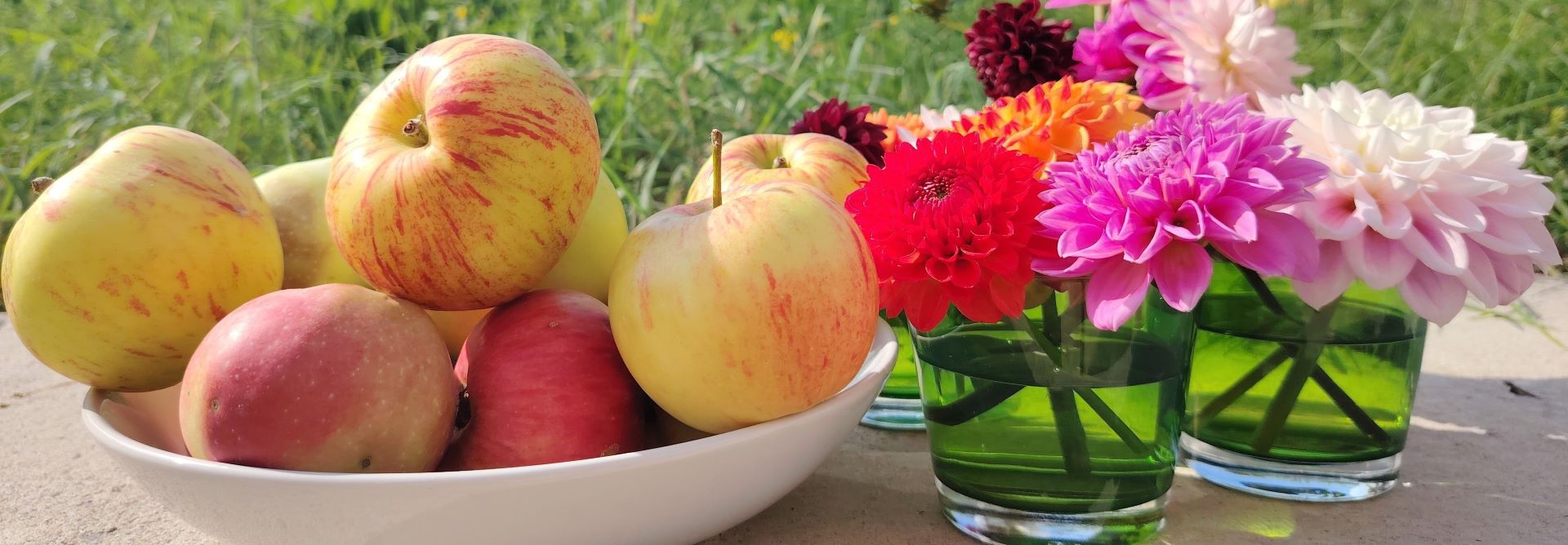 Apfel dahlien